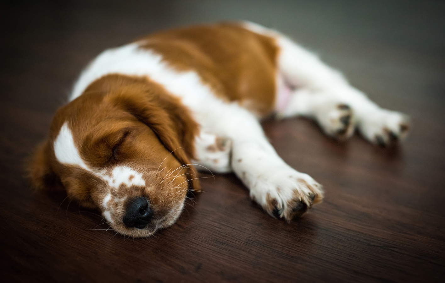 Hund liegt auf Parkettboden